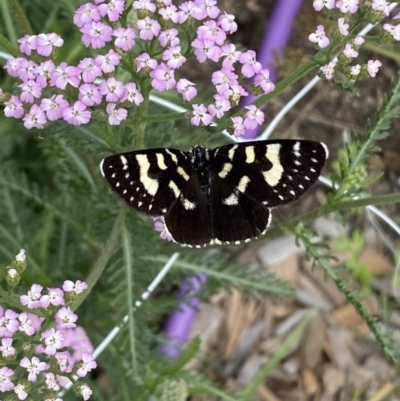 Phalaenoides tristifica (Willow-herb Day-moth) at Burra, NSW - 30 Mar 2022 by Steve_Bok