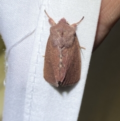 Australothis rubrescens at Jerrabomberra, NSW - 29 Mar 2022