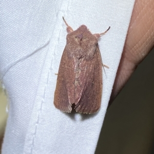 Australothis rubrescens at Jerrabomberra, NSW - 29 Mar 2022