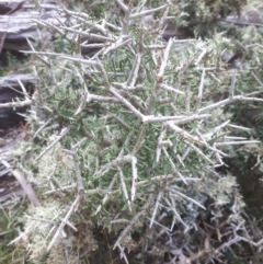 Melicytus angustifolius subsp. divaricatus (Divaricate Tree Violet) at Rendezvous Creek, ACT - 5 Oct 2020 by Simoon