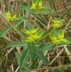 Euphorbia oblongata (Egg-leaf Spurge) at Umbagong District Park - 30 Mar 2022 by pinnaCLE
