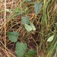 Araujia sericifera (Moth Plant) at Umbagong District Park - 30 Mar 2022 by pinnaCLE