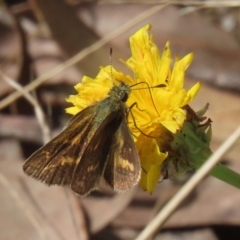 Taractrocera papyria (White-banded Grass-dart) at Tidbinbilla Nature Reserve - 29 Mar 2022 by RodDeb