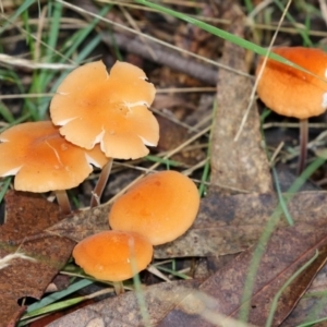 Marasmius elegans at Paddys River, ACT - 29 Mar 2022