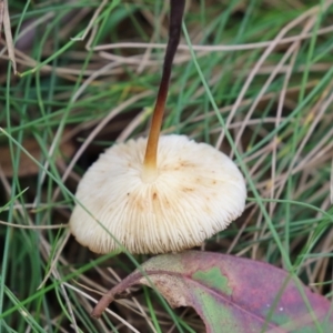 Marasmius elegans at Paddys River, ACT - 29 Mar 2022