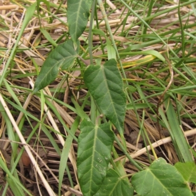 Araujia sericifera (Moth Plant) at Macgregor, ACT - 30 Mar 2022 by pinnaCLE