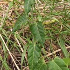 Araujia sericifera (Moth Plant) at Umbagong District Park - 30 Mar 2022 by pinnaCLE