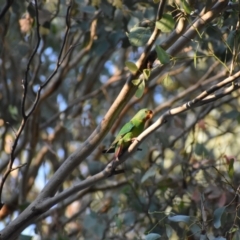 Lathamus discolor (Swift Parrot) at Albury - 30 Mar 2022 by Darcy