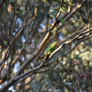 Lathamus discolor at Thurgoona, NSW - suppressed