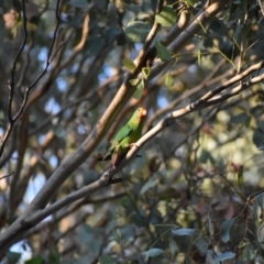 Lathamus discolor at Thurgoona, NSW - 30 Mar 2022