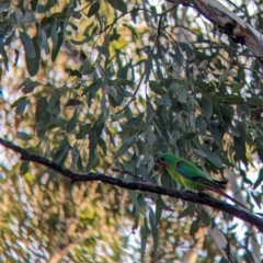 Lathamus discolor at Thurgoona, NSW - suppressed