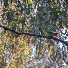 Lathamus discolor at Thurgoona, NSW - 30 Mar 2022