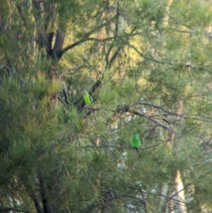 Lathamus discolor at Thurgoona, NSW - 30 Mar 2022