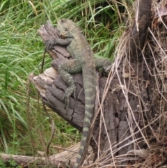 Intellagama lesueurii howittii (Gippsland Water Dragon) at Latham, ACT - 30 Mar 2022 by pinnaCLE