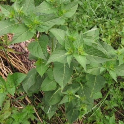 Mirabilis jalapa (Four O'clock Plant or Marvel of Peru) at Latham, ACT - 30 Mar 2022 by pinnaCLE