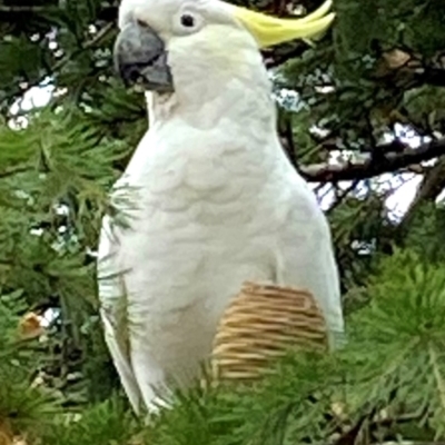 Cacatua galerita (Sulphur-crested Cockatoo) at Wingecarribee Local Government Area - 27 Mar 2022 by JanetMW