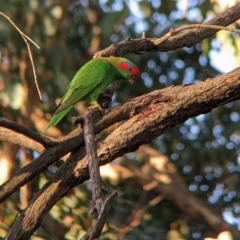 Glossopsitta concinna (Musk Lorikeet) at Albury - 30 Mar 2022 by Darcy