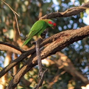 Glossopsitta concinna at Thurgoona, NSW - 30 Mar 2022 05:56 PM