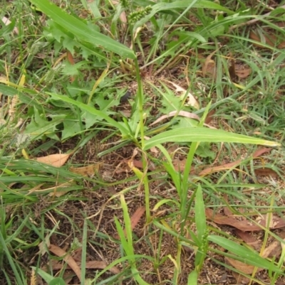 Setaria italica (Foxtail Millet) at Umbagong District Park - 30 Mar 2022 by pinnaCLE