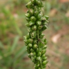 Setaria italica at Macgregor, ACT - 30 Mar 2022