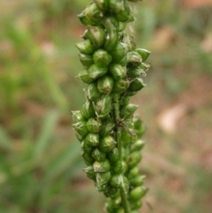 Setaria italica at Macgregor, ACT - 30 Mar 2022