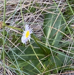 Brachyscome decipiens at Cotter River, ACT - 30 Mar 2022 02:22 PM