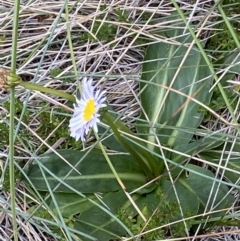 Brachyscome decipiens (Field Daisy) at Cotter River, ACT - 30 Mar 2022 by RAllen