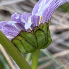 Brachyscome decipiens at Cotter River, ACT - 30 Mar 2022