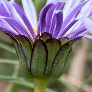 Brachyscome decipiens at Cotter River, ACT - 30 Mar 2022