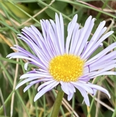 Brachyscome decipiens at Cotter River, ACT - 30 Mar 2022