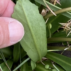 Brachyscome decipiens at Cotter River, ACT - 30 Mar 2022