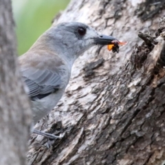 Colluricincla harmonica (Grey Shrikethrush) at Tidbinbilla Nature Reserve - 29 Mar 2022 by RodDeb