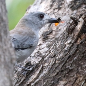 Colluricincla harmonica at Paddys River, ACT - 29 Mar 2022