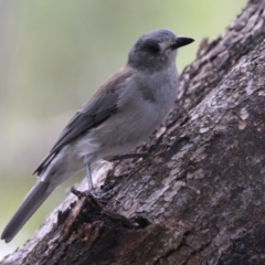 Colluricincla harmonica at Paddys River, ACT - 29 Mar 2022