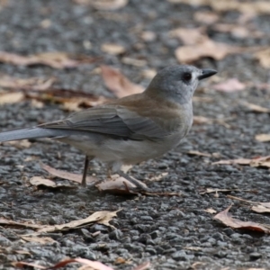 Colluricincla harmonica at Paddys River, ACT - 29 Mar 2022