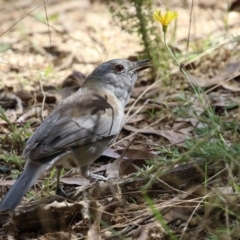 Colluricincla harmonica at Paddys River, ACT - 29 Mar 2022