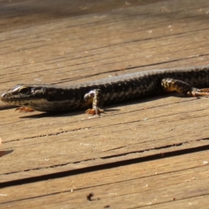 Eulamprus heatwolei at Paddys River, ACT - 29 Mar 2022 02:41 PM