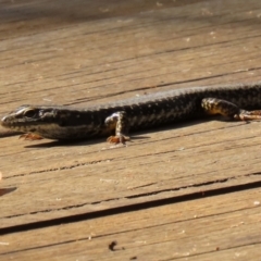 Eulamprus heatwolei (Yellow-bellied Water Skink) at Paddys River, ACT - 29 Mar 2022 by RodDeb
