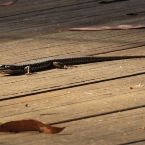 Eulamprus heatwolei at Paddys River, ACT - 29 Mar 2022 02:41 PM