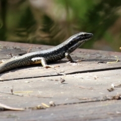 Eulamprus heatwolei at Paddys River, ACT - 29 Mar 2022