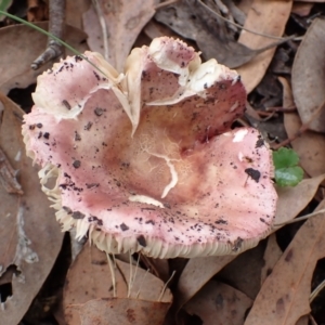 Russula sp. (genus) at Cook, ACT - 21 Mar 2022 09:41 AM