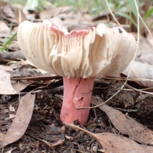 Russula sp. (genus) at Cook, ACT - 21 Mar 2022