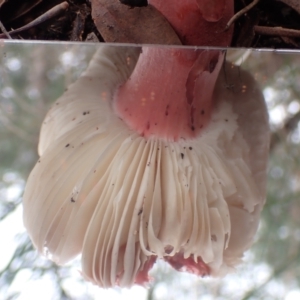 Russula sp. (genus) at Cook, ACT - 21 Mar 2022