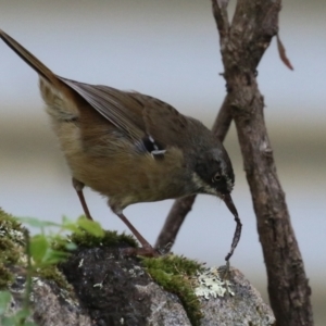 Sericornis frontalis at Paddys River, ACT - 29 Mar 2022