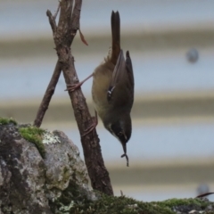 Sericornis frontalis at Paddys River, ACT - 29 Mar 2022