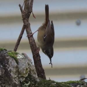 Sericornis frontalis at Paddys River, ACT - 29 Mar 2022 03:05 PM