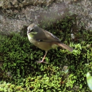 Sericornis frontalis at Paddys River, ACT - 29 Mar 2022 03:05 PM