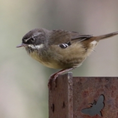 Sericornis frontalis at Paddys River, ACT - 29 Mar 2022 03:05 PM