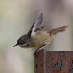 Sericornis frontalis at Paddys River, ACT - 29 Mar 2022