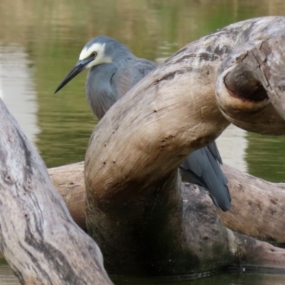 Egretta novaehollandiae (White-faced Heron) at Tidbinbilla Nature Reserve - 29 Mar 2022 by RodDeb